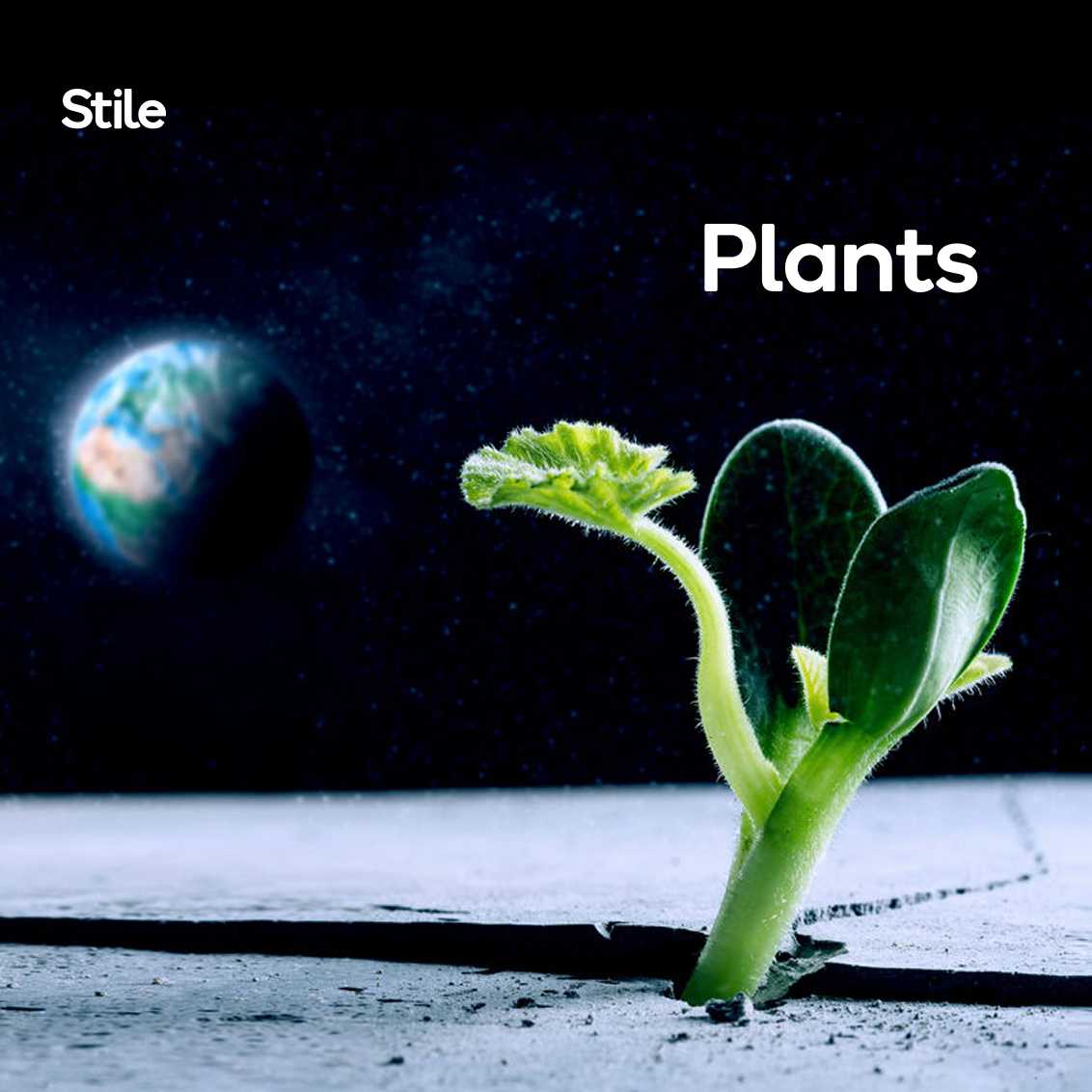 The Plants unit Teaching Plan