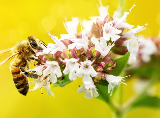 Classification and Biodiversity