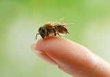 2.4 Human impacts on bees