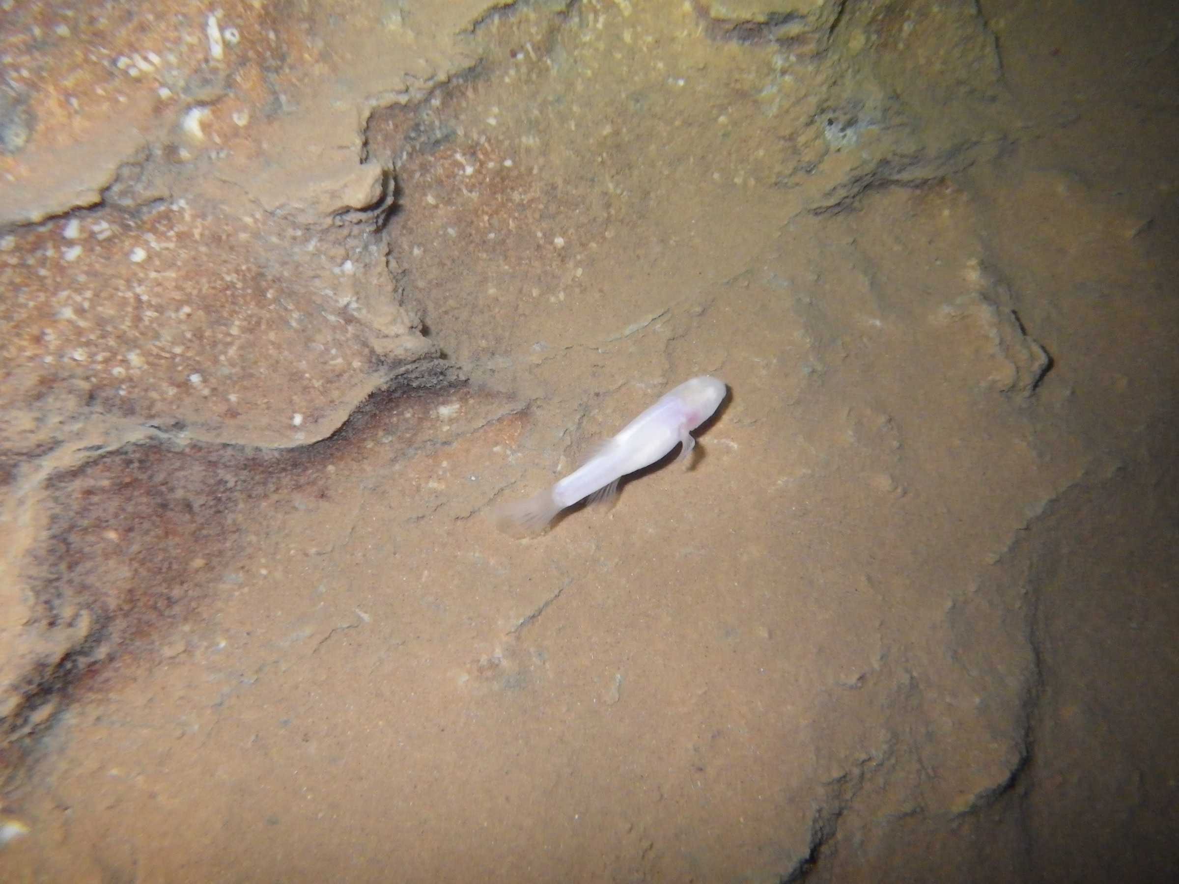 A pale Ozark cavefish swimming in a rocky underwater cave.