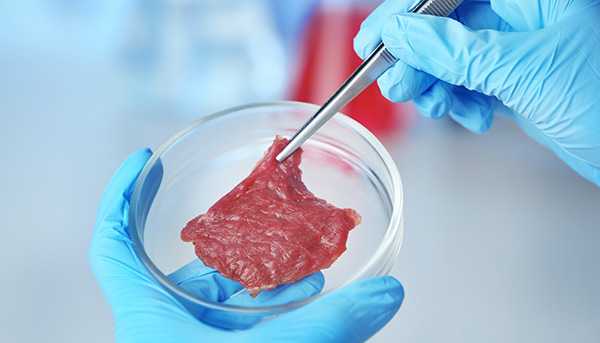 A closeup of gloved hands holding a petri dish with a small piece of meat in it