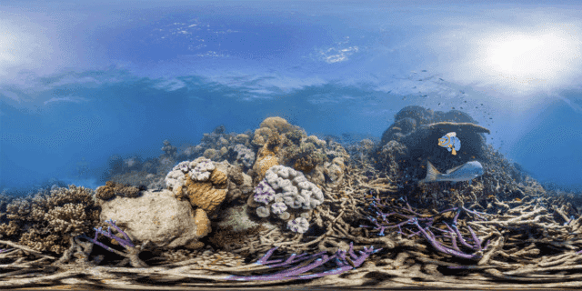 A partially bleached reef with a diver swimming over it