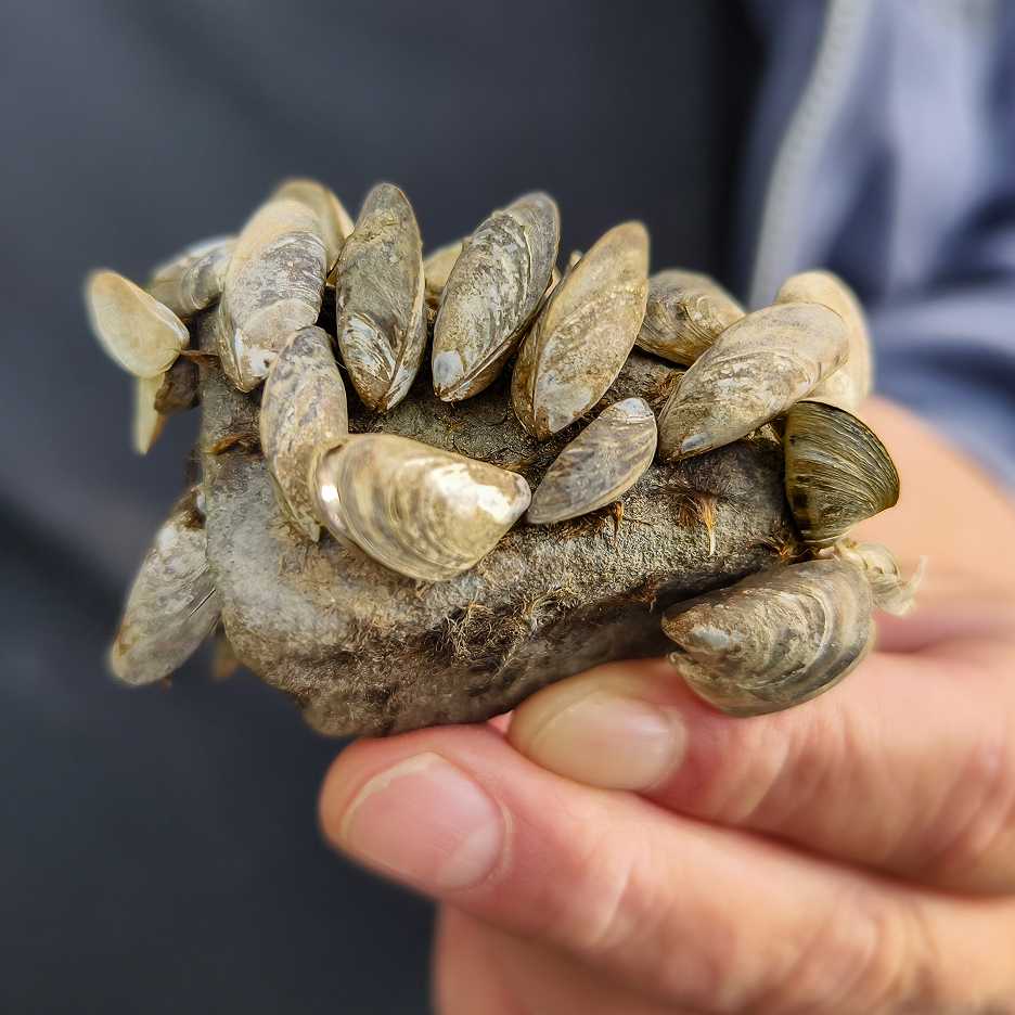 Invasive species in Idaho ecosystems