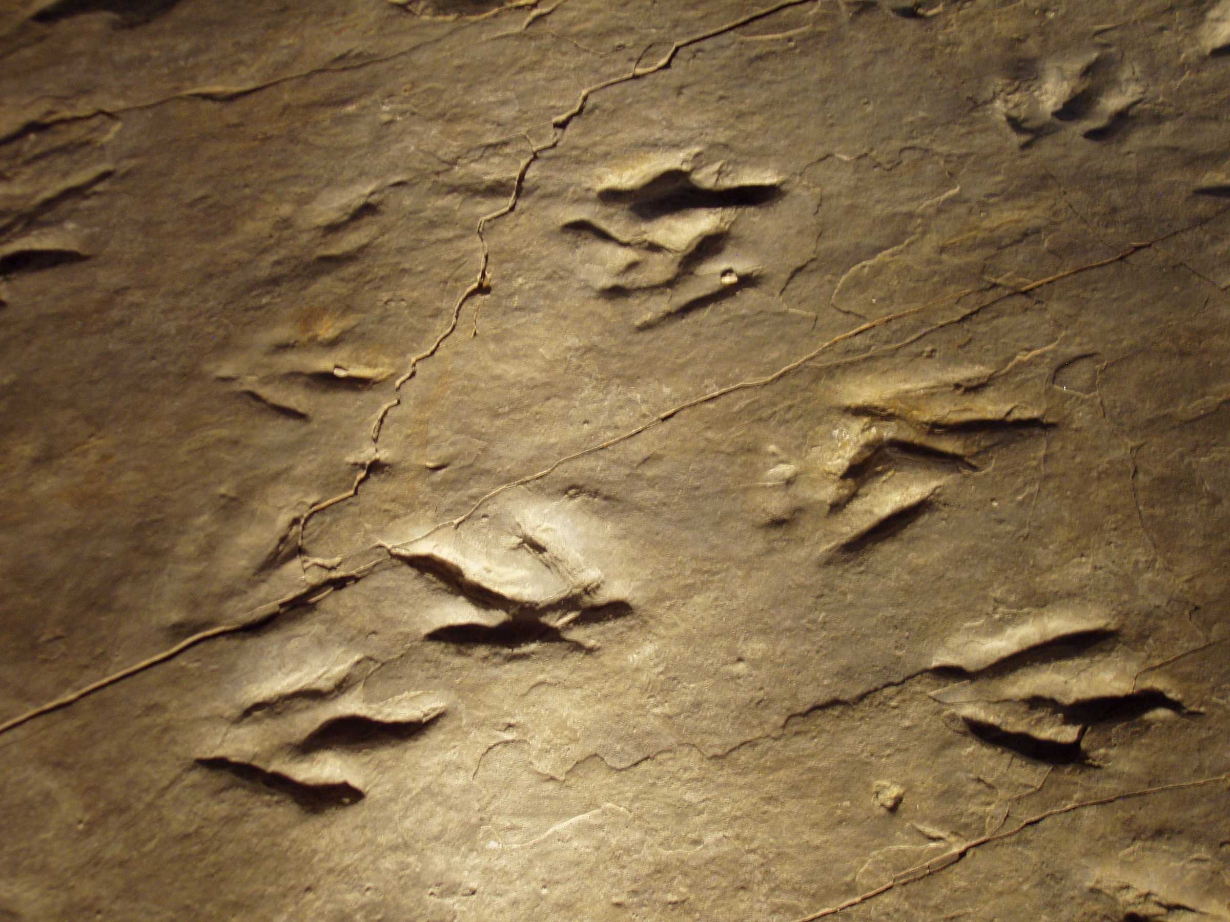 Fossilized dinosaur footprints in rock at Dinosaur State Park, Connecticut.