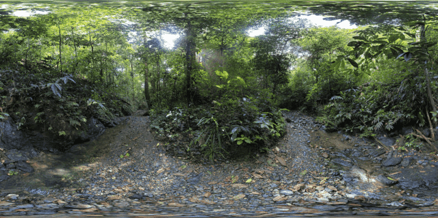 A rainforest with a path through the trees, very distorted like looking through a curved lense