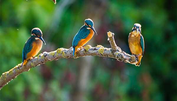 Three blue and yellow birds perched on a branch in the forest