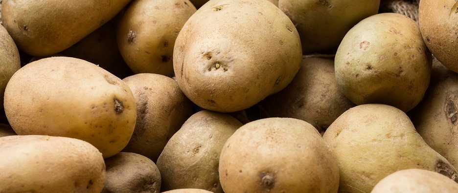 Expansive Idaho potato fields under blue skies