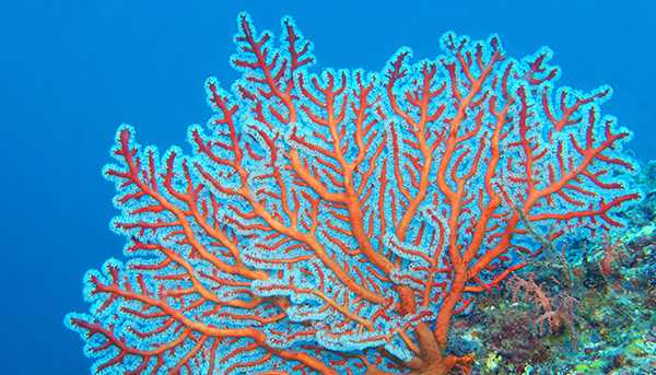 A large, spreading orange and blue coral seen from underwater