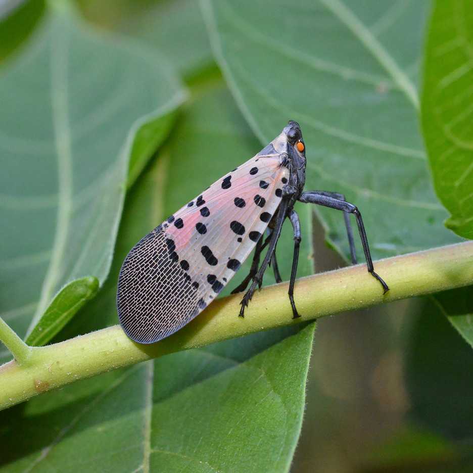 A spotted lanternfly with pink, black-spotted wings perched on a green stem.