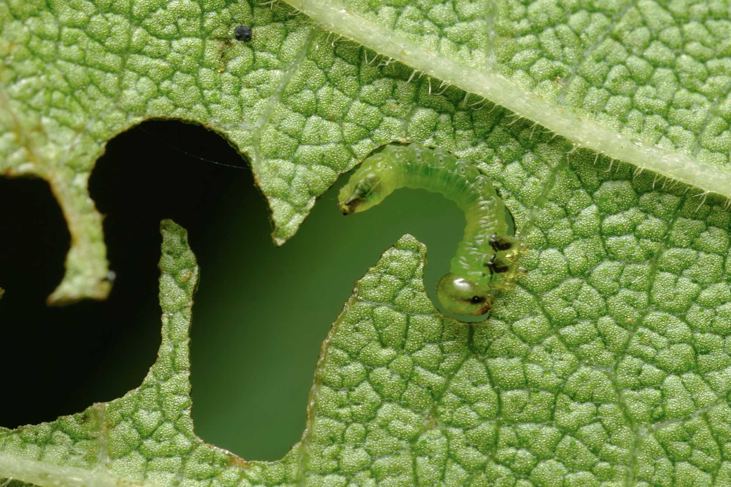 A green caterpillar on a leaf.