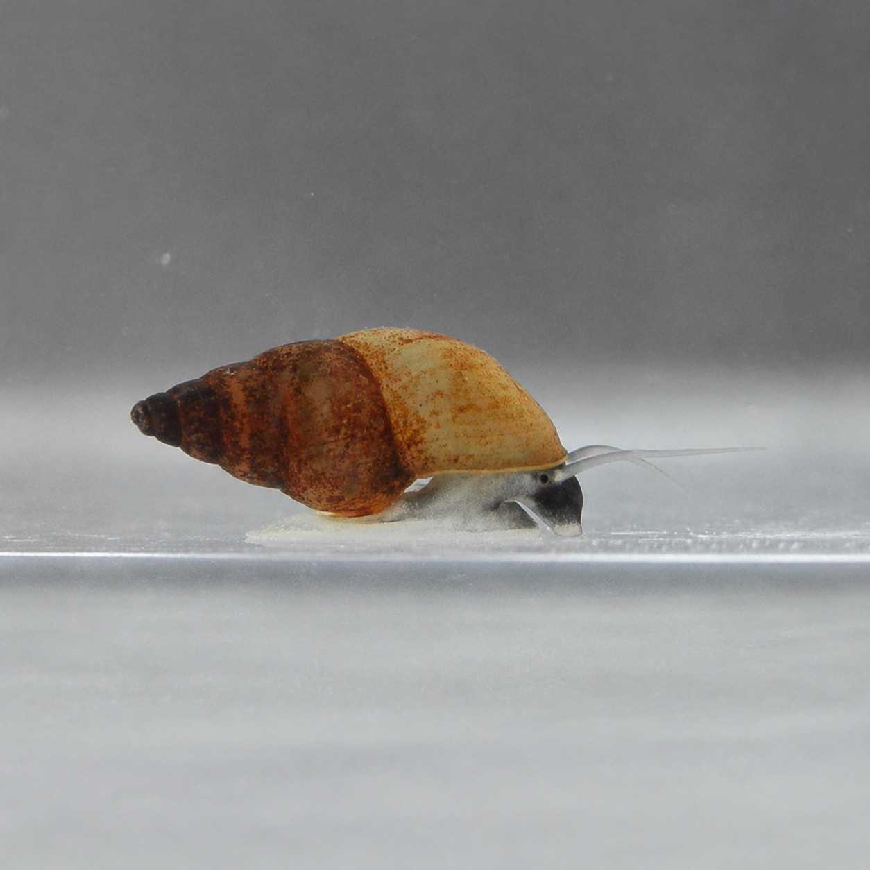 A New Zealand mudsnail with a banded brown shell crawling across a pale surface.