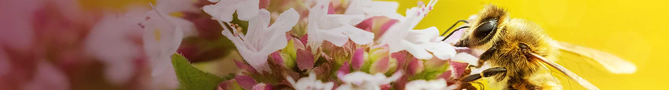 The Importance of Biodiversity