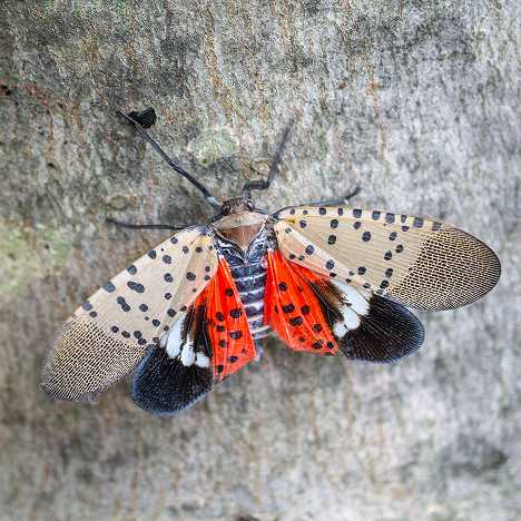 A spotted lanternfly on a plant