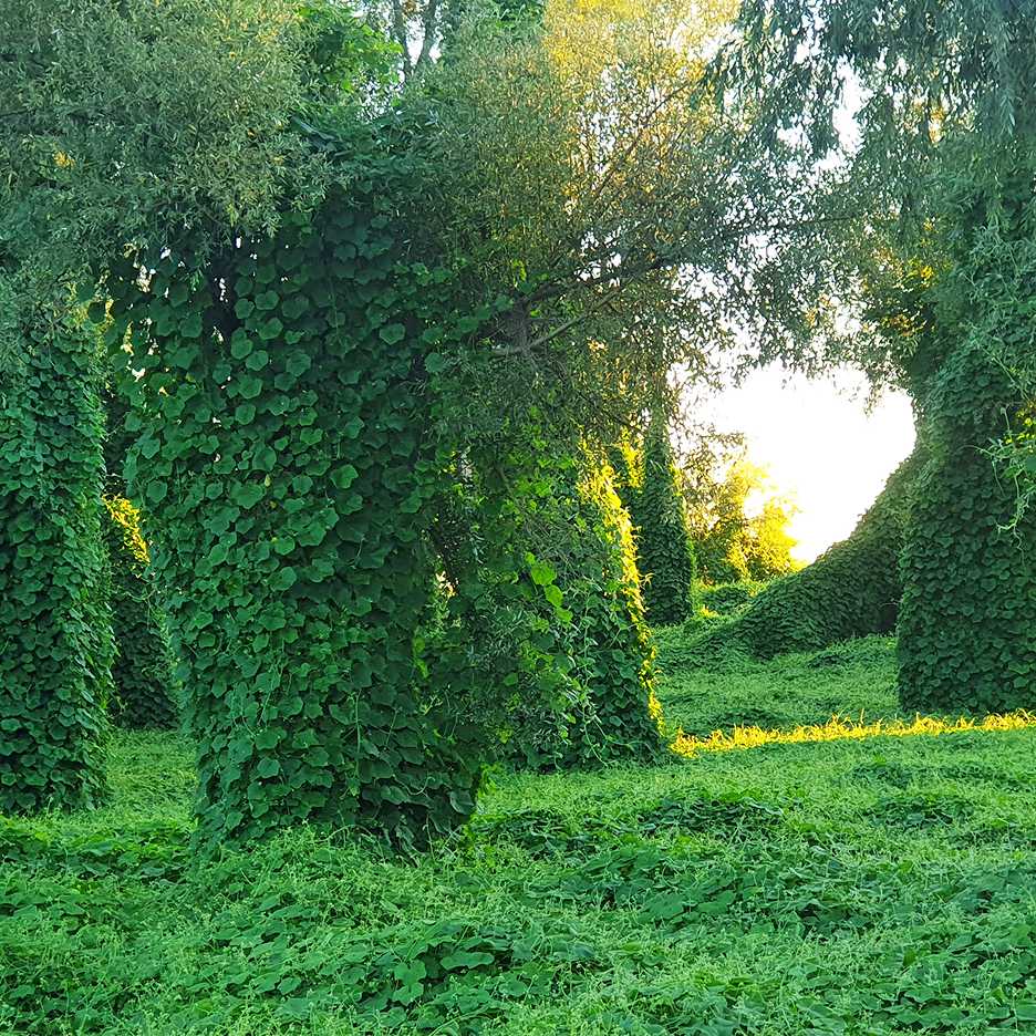 Forest scene where tree trunks and branches are heavily covered with dense green vines under soft sunlight.