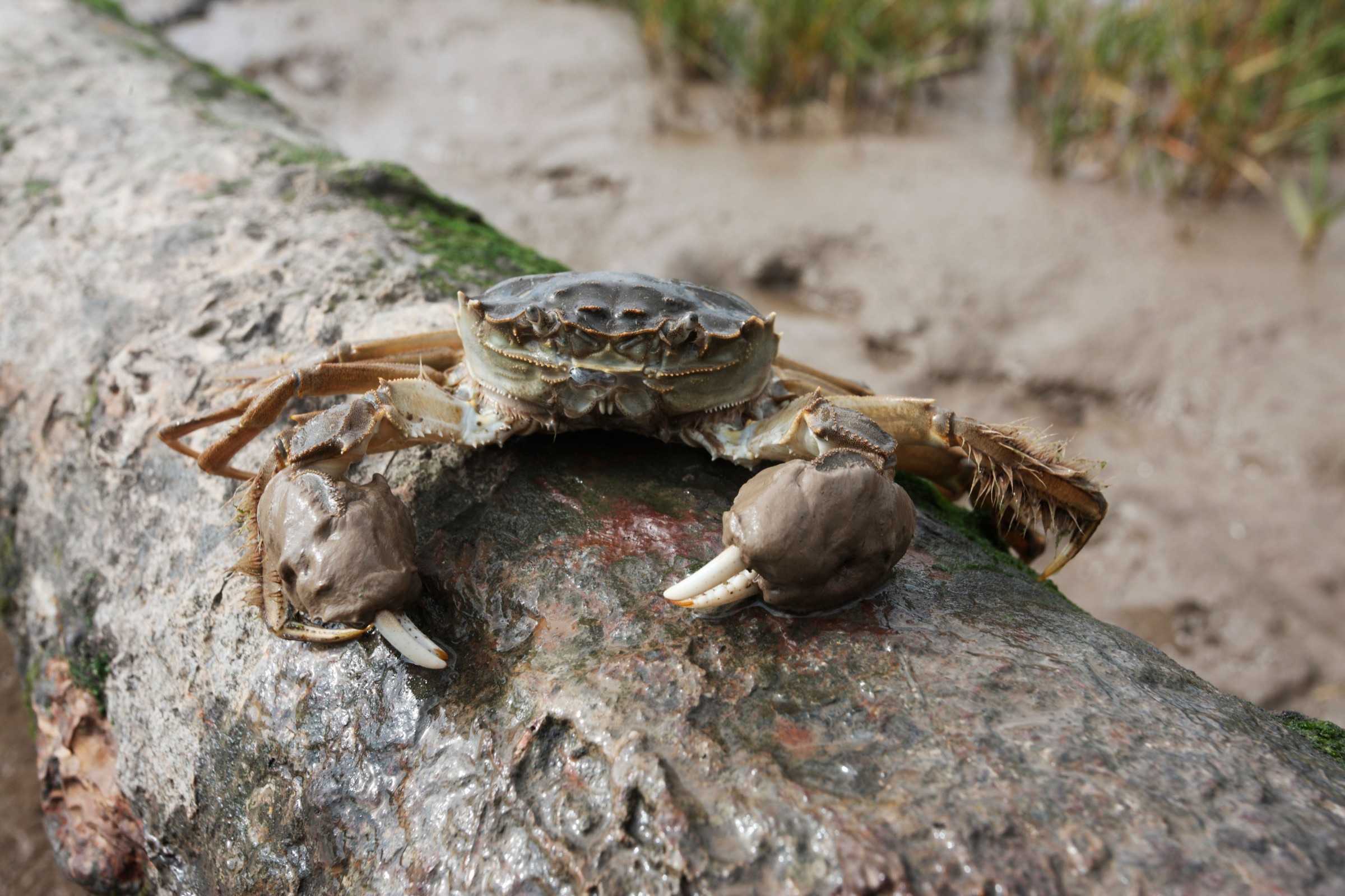 A Chinese mitten crab with distinctive hairy claws resting on a wet log.