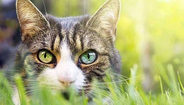 A closeup of a cat with heterochromatic eyes crouched in the grass