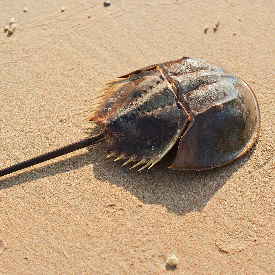 A horseshoe crab lying on wet sand near the shoreline, its shell and long tail visible.